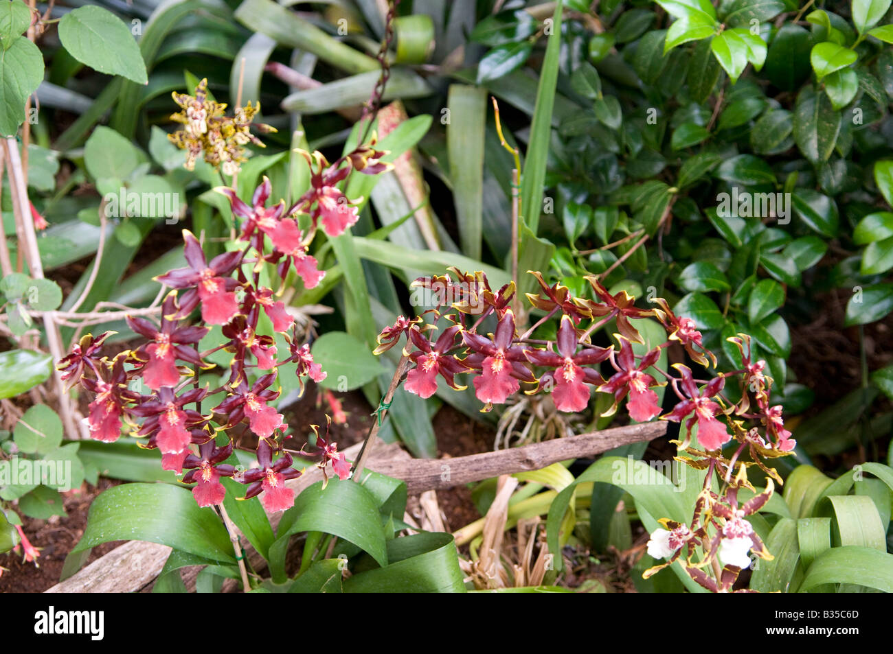 Orchid `Cattleya` Stock Photo